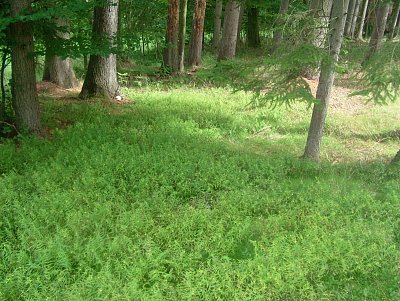 dscf8271-1.jpg