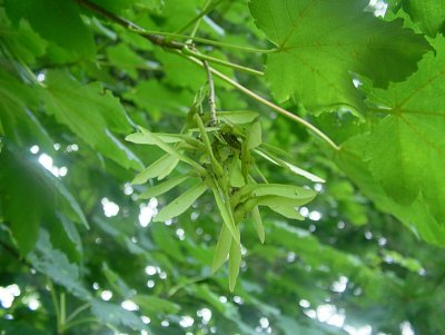dscf8286.jpg