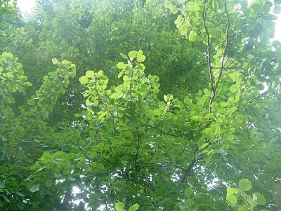 dscf8320-1.jpg