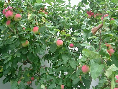dscf8488-2.jpg