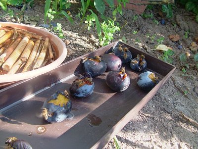 dscf8665-1.jpg