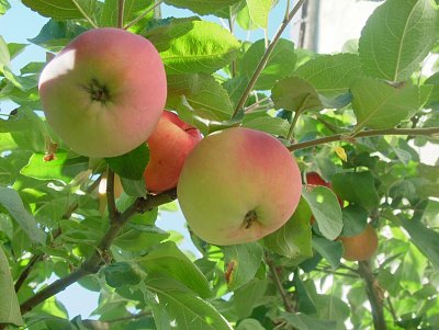 dscf8715.jpg