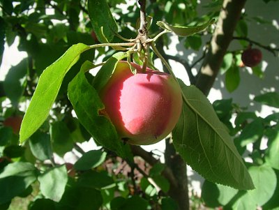 dscf8722.jpg