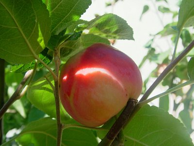 dscf8725-1.jpg
