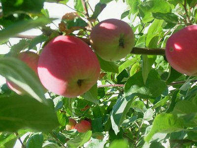 dscf8728.jpg