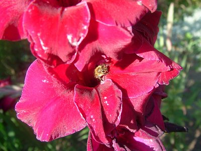 dscf8746-1.jpg