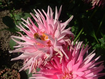 dscf8749-2.jpg