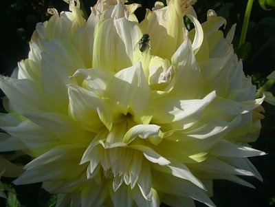 dscf8752.jpg