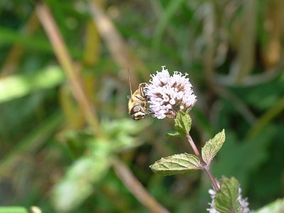 dscf8868.jpg