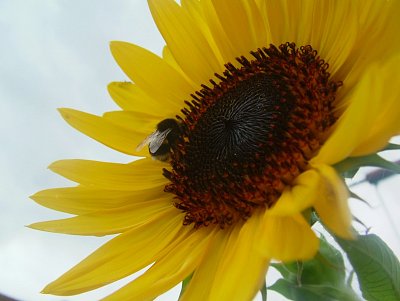 dscf9053.jpg