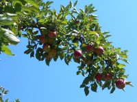 Větev jablek