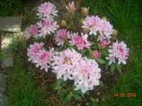 rododendron 2013