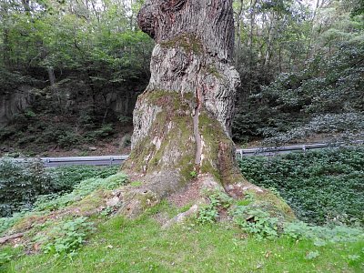 dscn4493-koreny.jpg