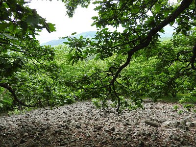 dscn4696-trtin-sutove-pole.jpg