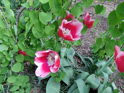 Tulipány se stydlivě schovávají pod japonským stromem