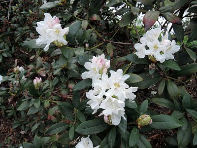 Už začínají kvést i rhododendrony