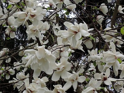Magnolie s obřími květy