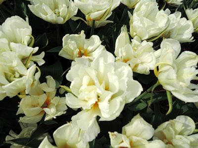 Bílé pivoňkové tulipány