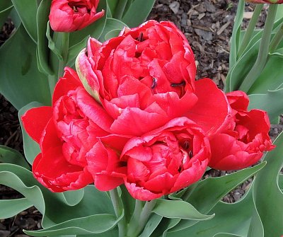 Mnohokvěté tulipány