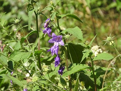 dscn6567-zvonky.jpg