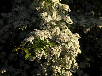 dscn7516-1.jpg