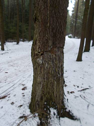 Nechápu-pokus nebo špatný úmysl ?