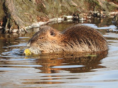 dscn9620-nutrie.jpg