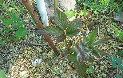 dscn9973-a.jpg
