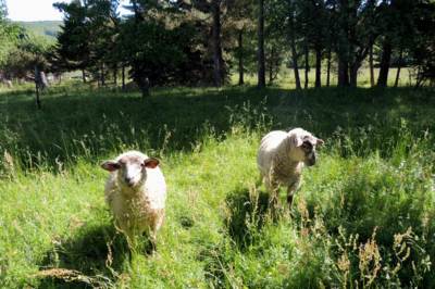 Dvě ovečky od Karla