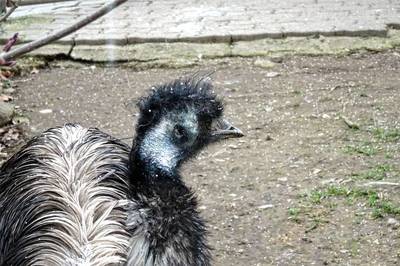 emu-australsky-se-stribrem-ve-vlasech.jpg