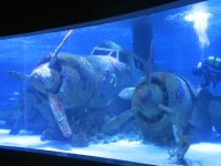 Antalya - Aquarium, potopené letadlo