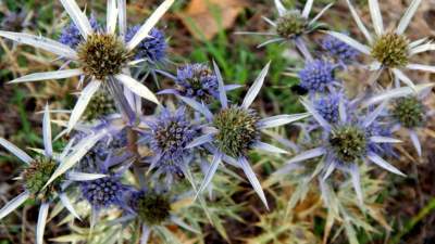 Fialové bodláky u moře v Chorvatsku