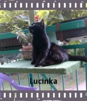 Lucinka