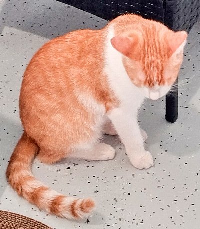 garfielda-nasli-v-popelnici.jpg
