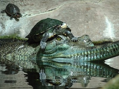 gavial-a-zelva-1.jpg