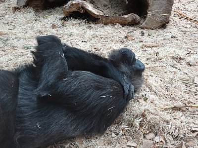 gorili-siesta.jpg