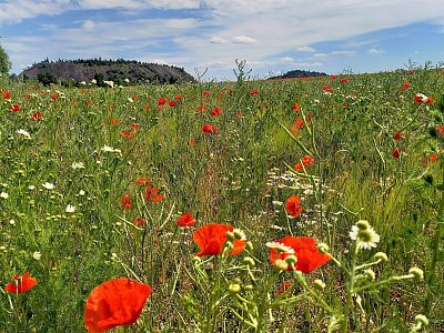 Halda s polním kvítím