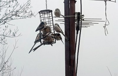 Hejno mlynaříků dlouhoocasých