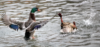 Hlavu z vody!   . . .  už to dlouho nevydržím!!!