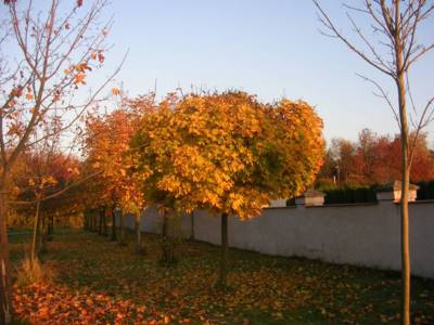 hrbitov-a-podzim.jpg