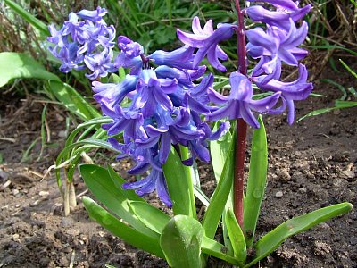 hyacinty.jpg
