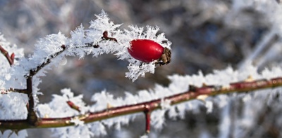 Šípek jinovatkový...