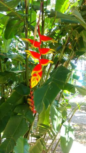 Heliconia (?)