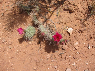 Pouštní krása Utahu