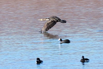 img-0593-kormoran-leti.jpg