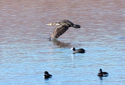 img-0593-kormoran-leti.jpg