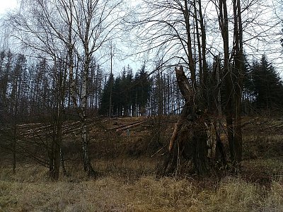 Činnost kůrovců poznamenala i lesy v okolí Mírovky