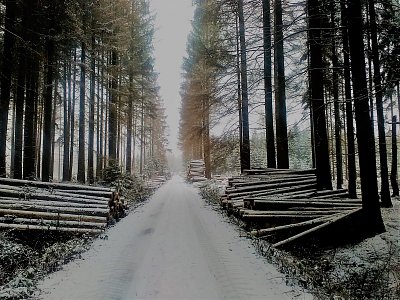 Po obou stranách silnice klády připravené na odvoz