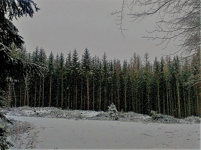 Sněžení sílí, je příjemně, jde se nám zvesela. Ale lesy zde jsou smutné...