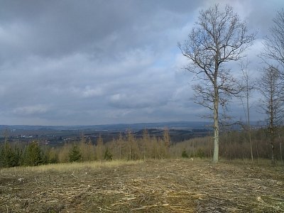 Po lesu zde zbyla holá pláň. Další smrky usychají taky.